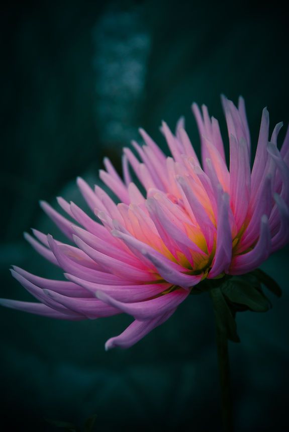 Close-up of a vibrant pink dahlia flower with yellow center against a dark teal background.
