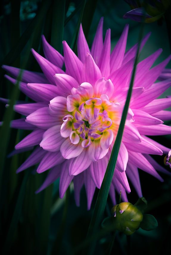 Vibrant purple and pink dahlia flower with yellow center blooming among dark green foliage.