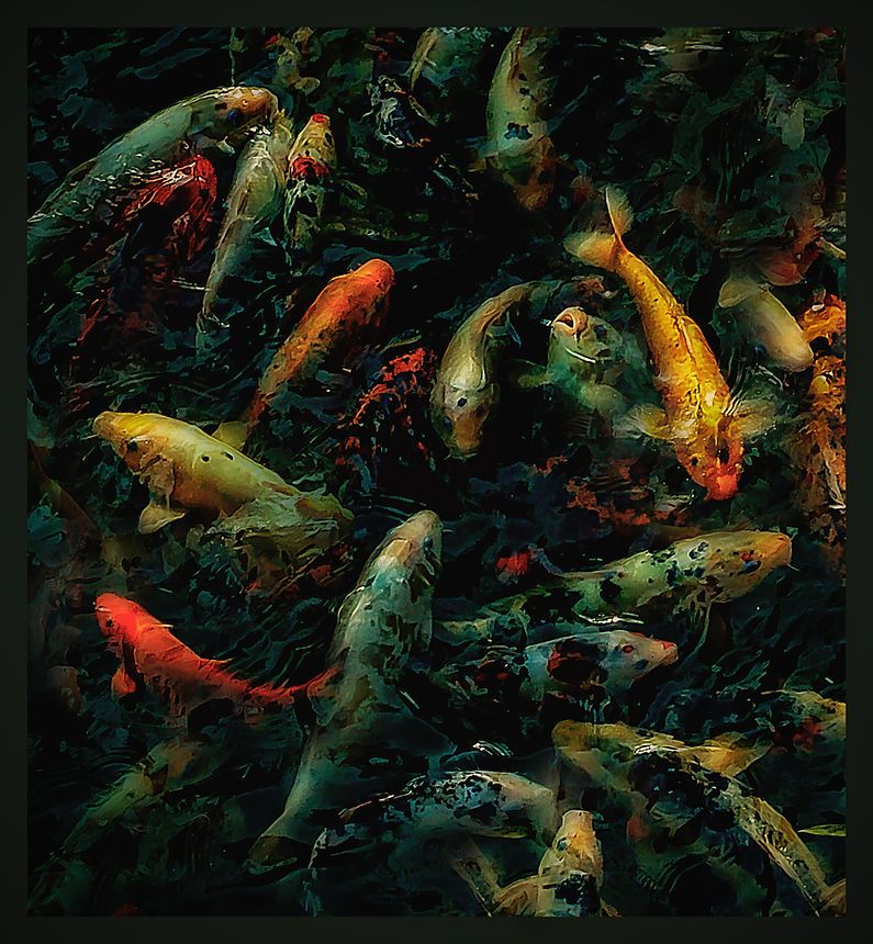 Colorful koi fish swimming in a dark pond, featuring red, orange, yellow, and green patterns.