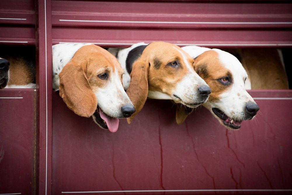 Three beagle dogs poking their heads through openings in a dark red wooden transport vehicle.
