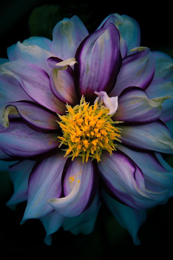 Stunning close-up of a blue and purple dahlia with bright yellow center on dark background.