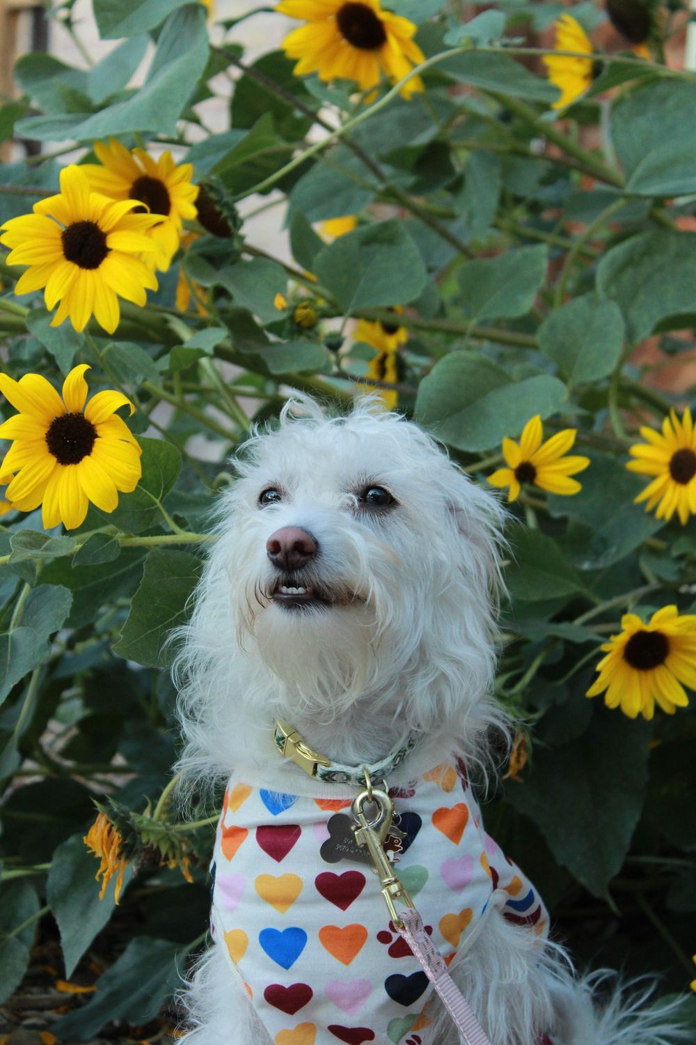 Small white dog wearing a heart-patterned bandana poses in front of blooming yellow sunflowers in a garden.