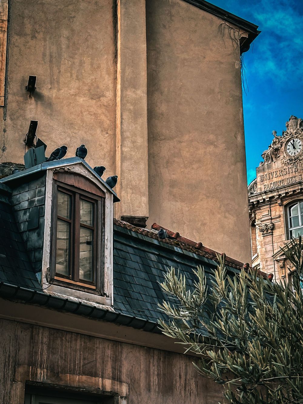 Architectural detail of old building with pigeons perched on window ledge against blue sky.