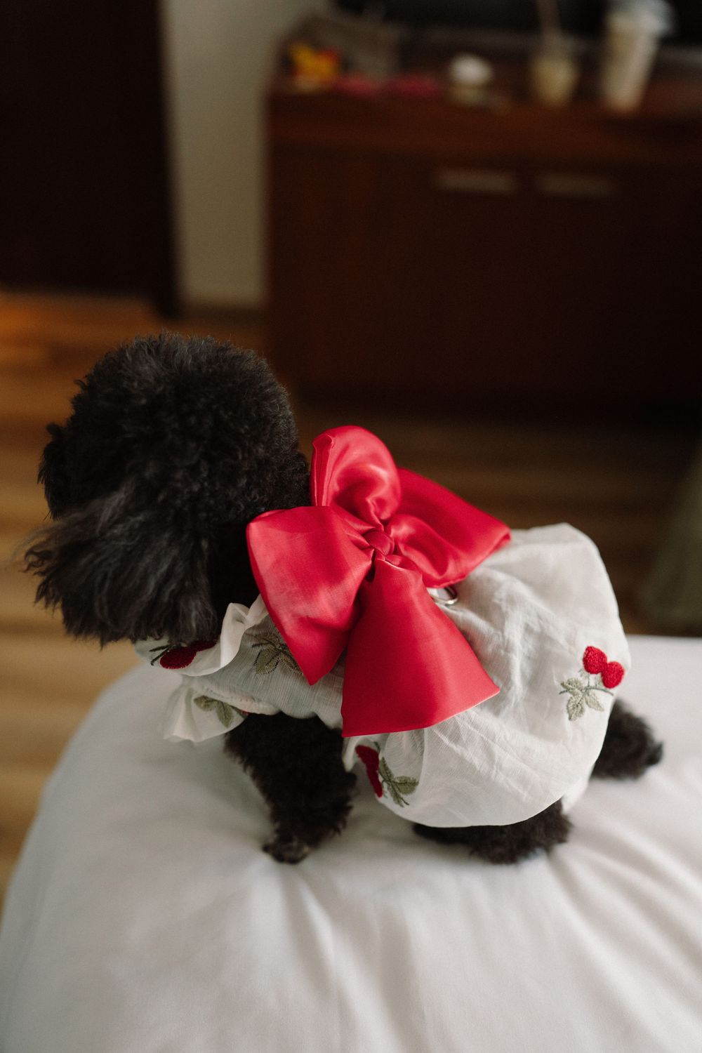 Small black dog wearing a white hat with large red bow accessory rests on white bedding.