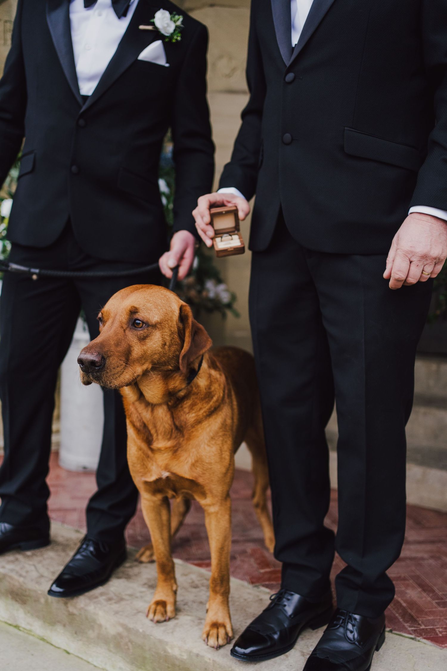 A brown dog stands between two people wearing formal black suits and dress shoes at a wedding ceremony.