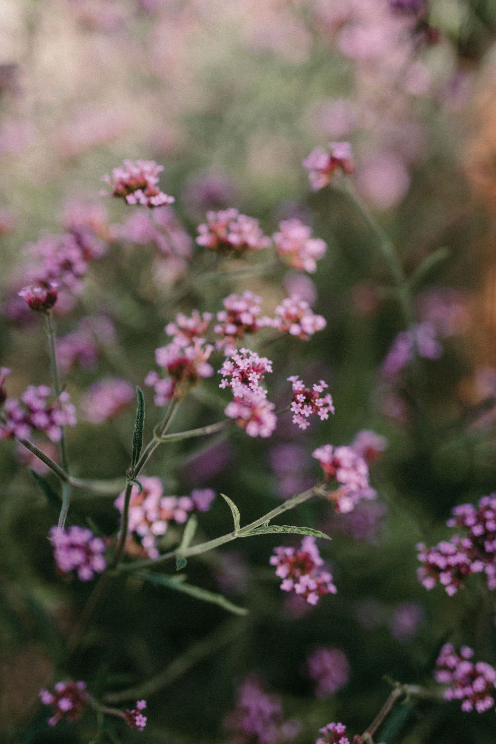 Delicate pink verbena flowers bloom in soft focus against a blurred natural background.