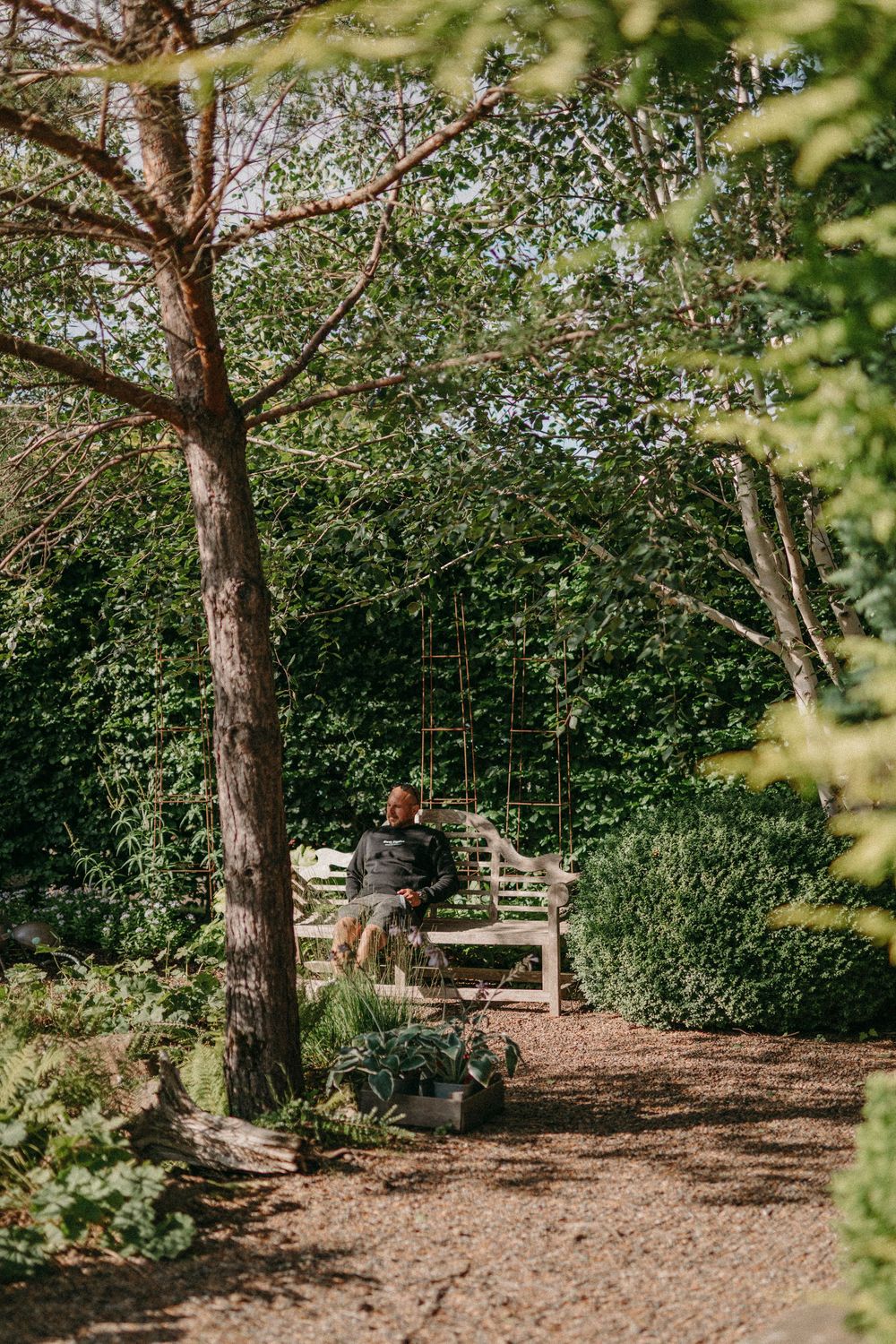 A wooden bench sits nestled among pine trees and green foliage on a natural dirt path in a serene garden setting.