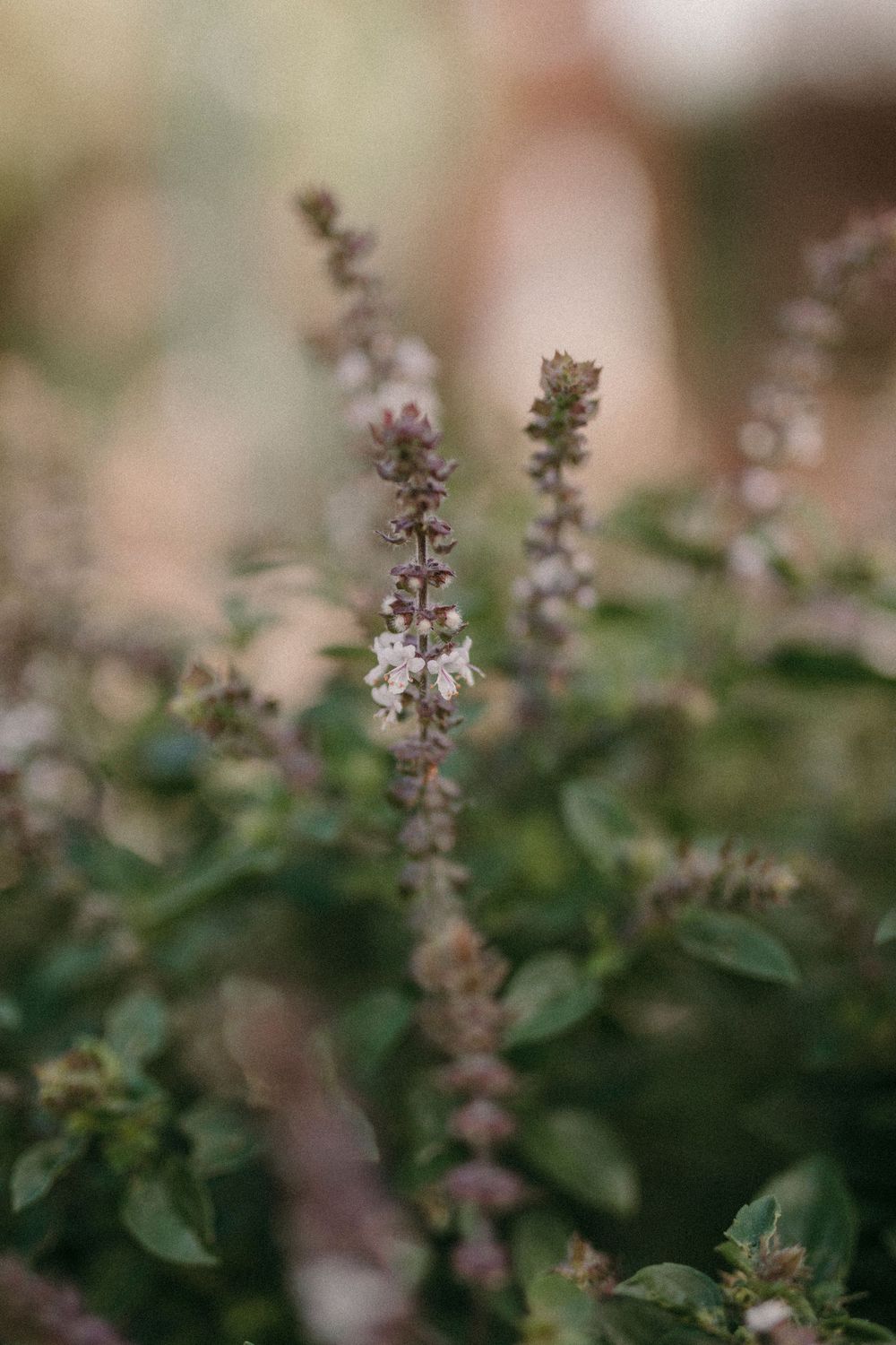Small purple wildflowers bloom delicately among green leaves in a soft-focus garden setting.