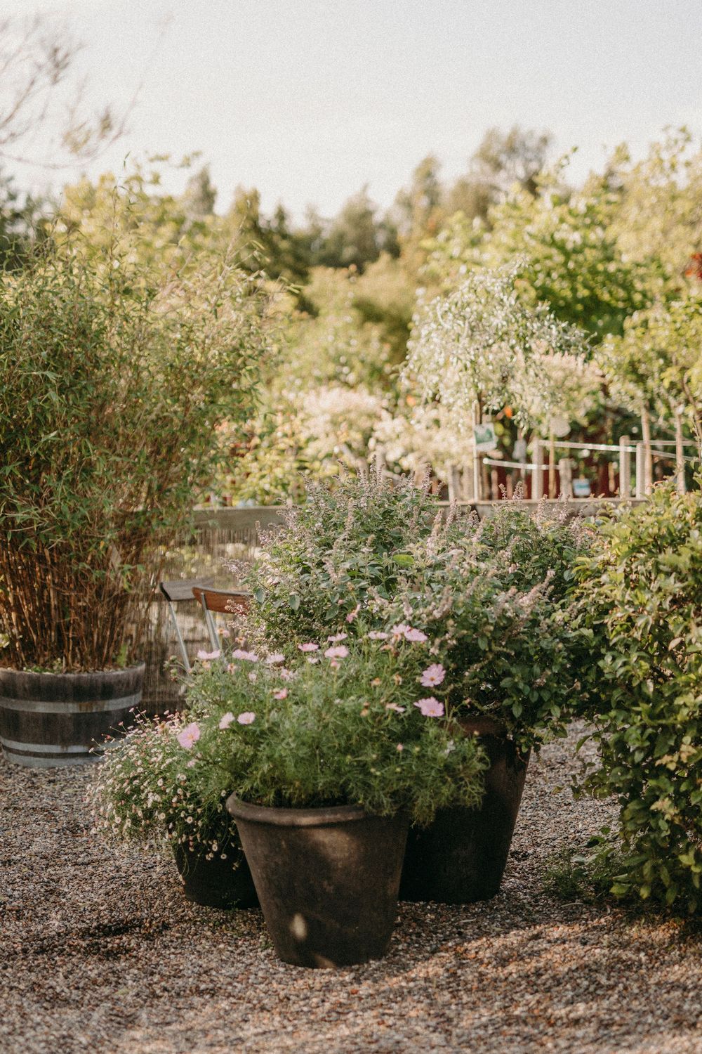 A collection of potted plants with delicate white flowers arranged on gravel in a rustic garden setting.