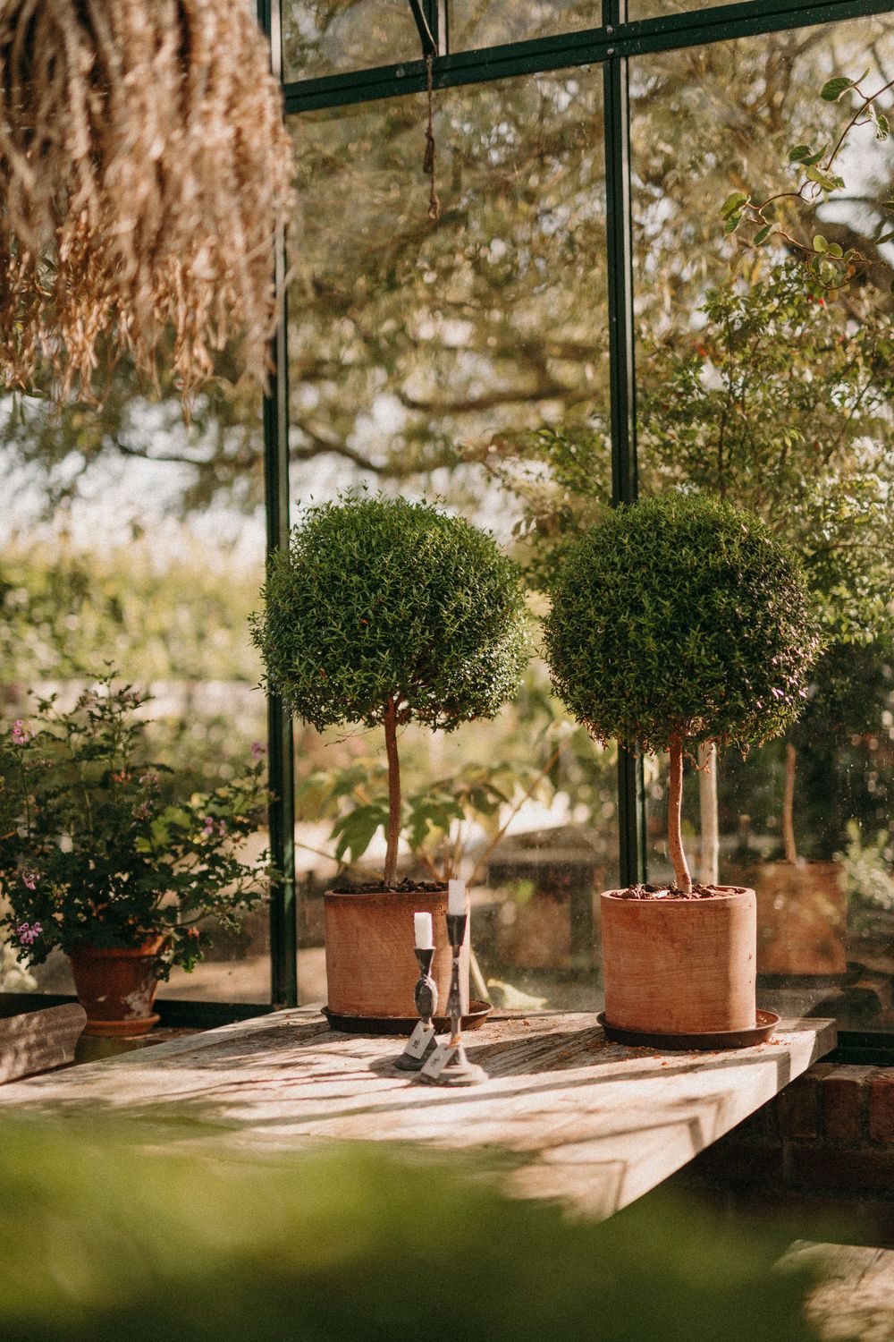 Two topiary trees in terracotta pots sit on a wooden shelf near a greenhouse window in warm sunlight.