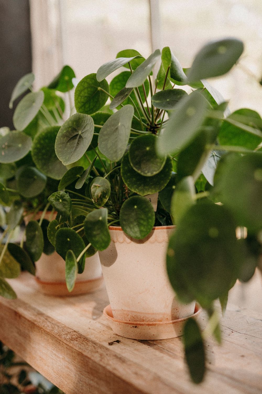 Chinese money plant with round green leaves displayed in a terracotta pot on a wooden surface.