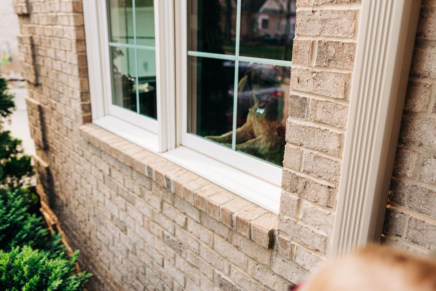 A dog looks curiously through a residential window with light tan brick exterior and white trim in their Charlotte home.