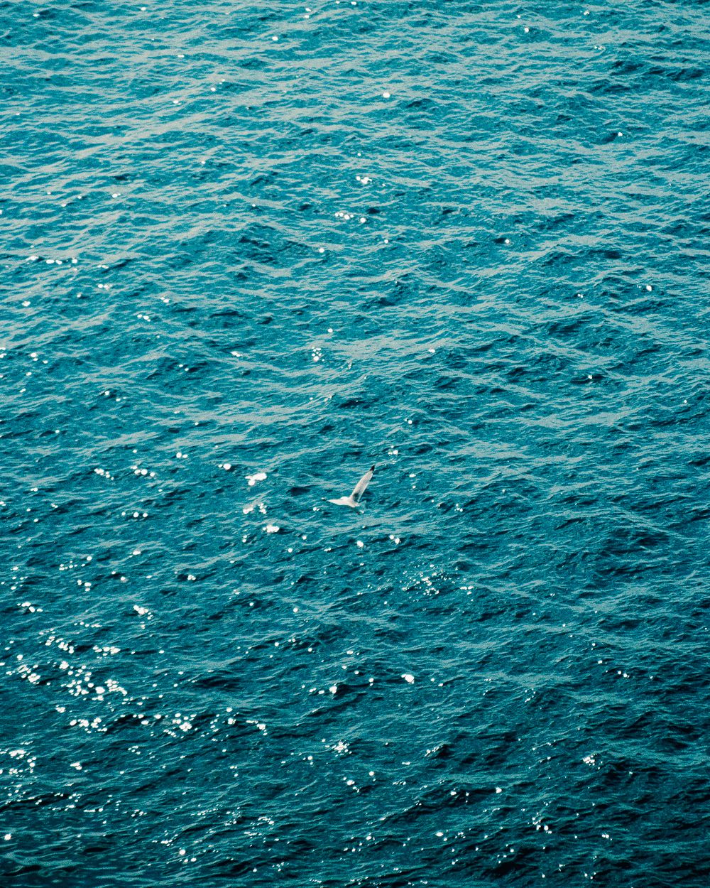 Seagull flying over deep blue sea with sunlight reflections.