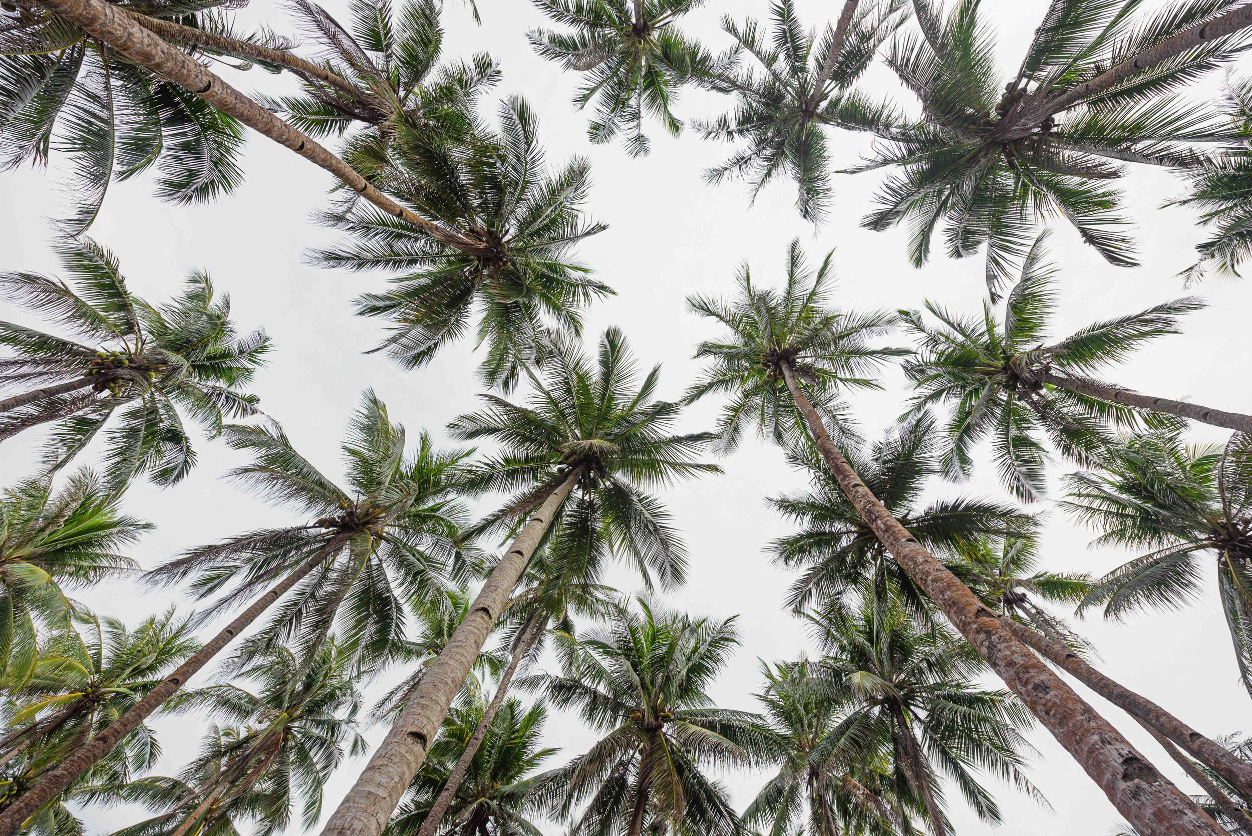 Siargao Surf Photographer, Surfing Photo and Video Sessions. Real Estate, Food, Products, Lifestyle. Postcards. Prints. Photo Stock, Siargao
