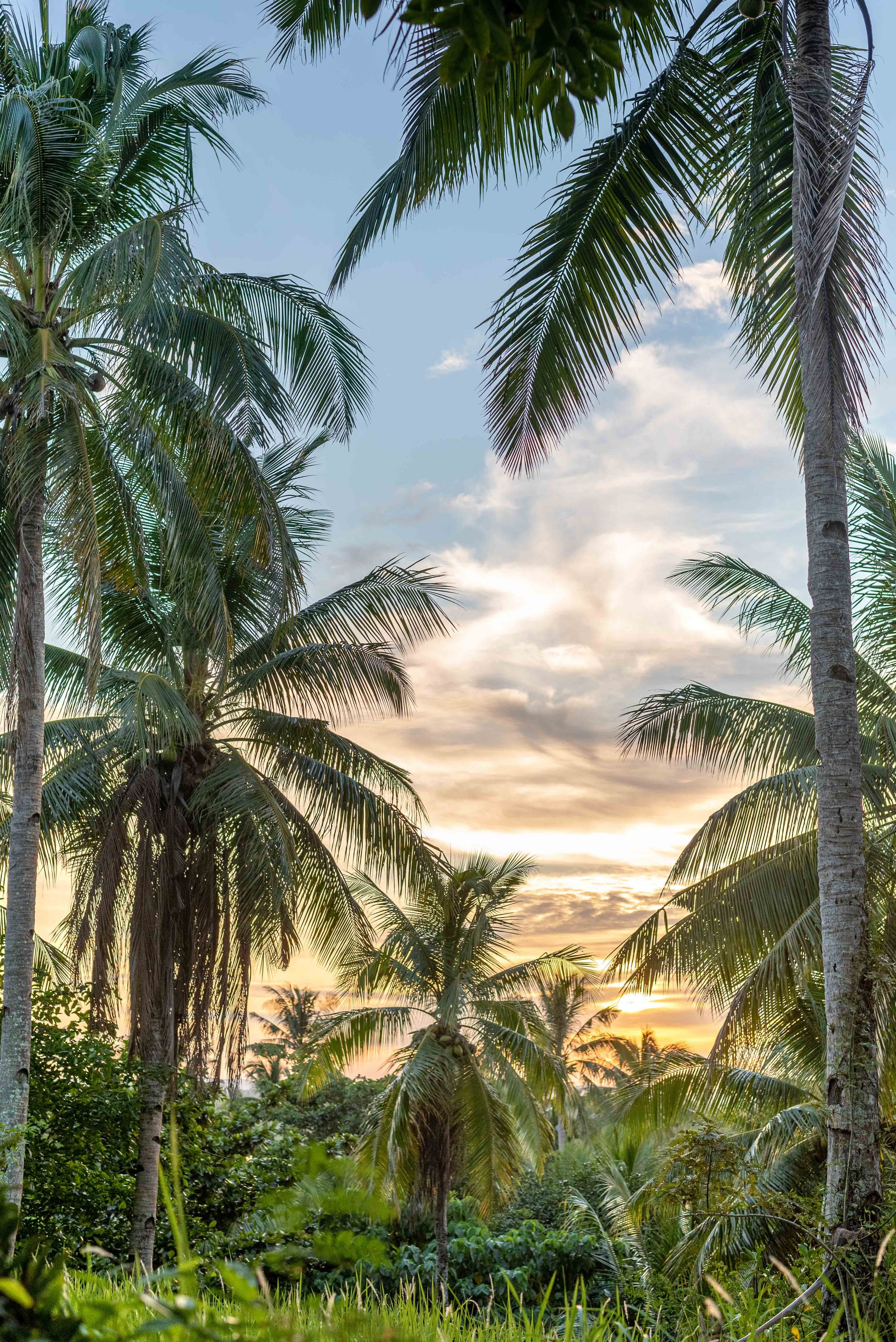 Siargao Surf Photographer, Surfing Photo and Video Sessions. Real Estate, Food, Products, Lifestyle. Postcards. Prints. Photo Stock, Siargao