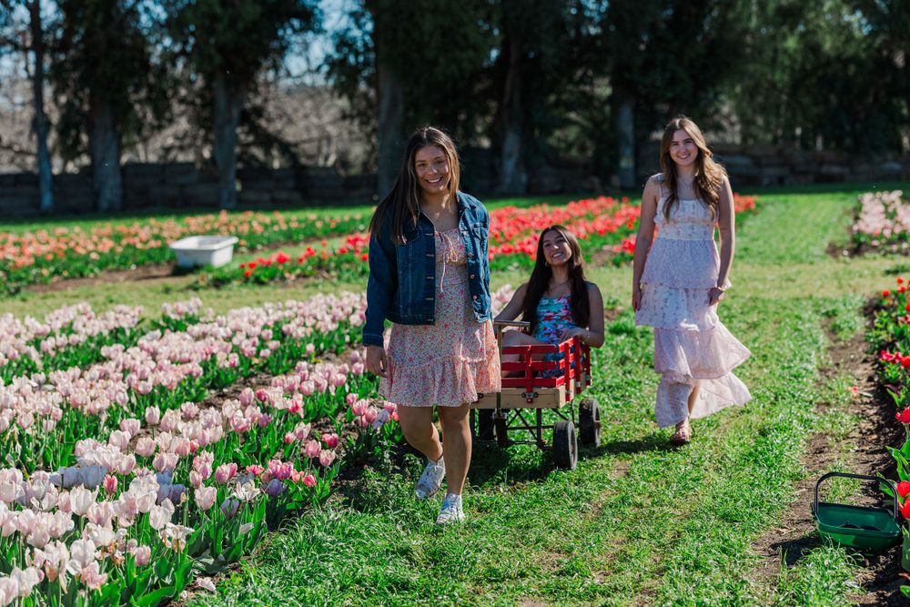 Three people walk along a path between colorful spring tulip gardens on a sunny day.Simi Valley Senior Photographer