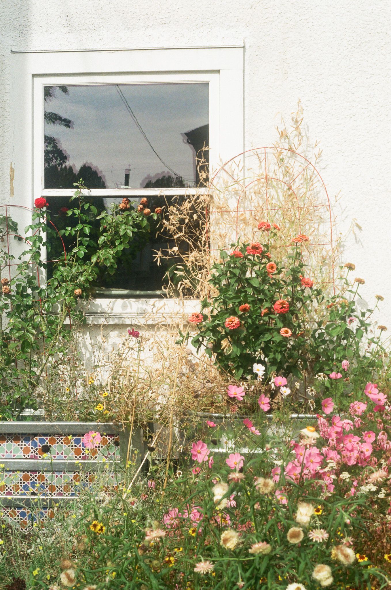 Pink and red roses blooming against a white house with windows.