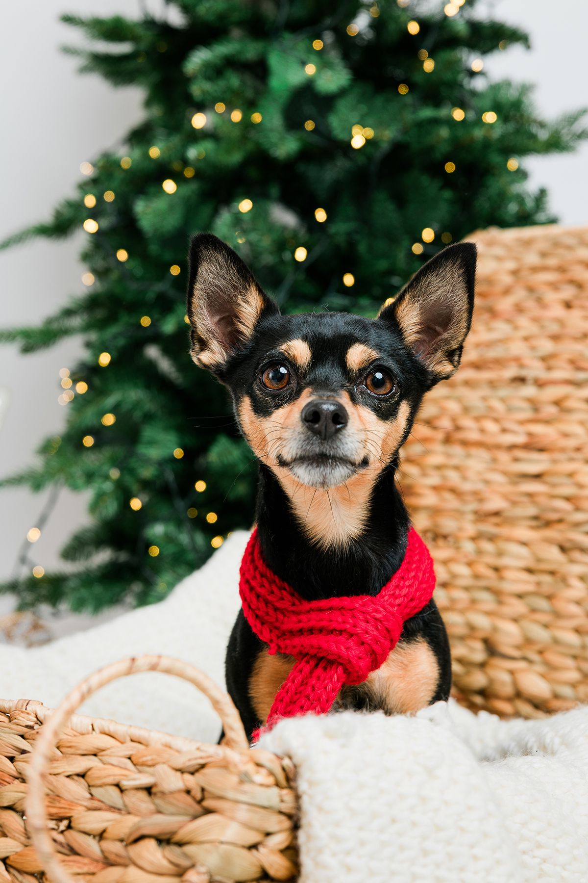 NJ Dog Photo Studio Pricing