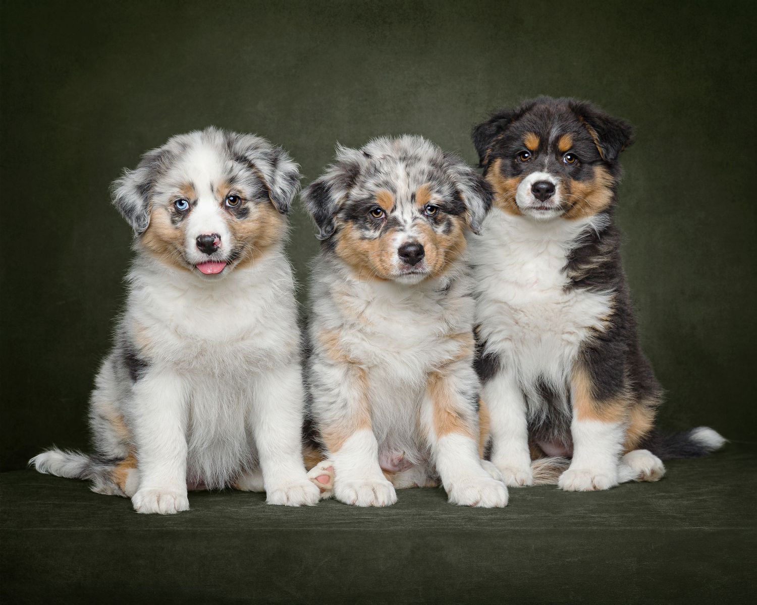 A row of Australian Shepherd puppies sitting together against a dark background.