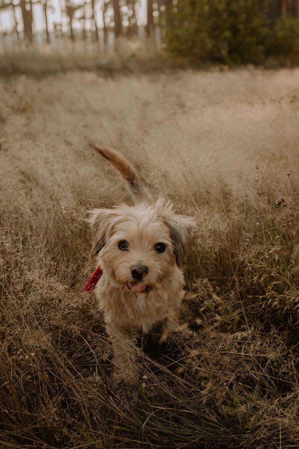Happy scruffy terrier dog with red collar stands in tall golden grass.