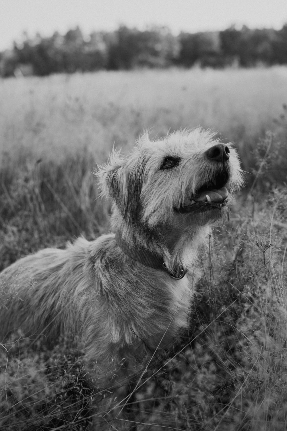 A scruffy white terrier dog sits in tall grass looking up with a happy expression.