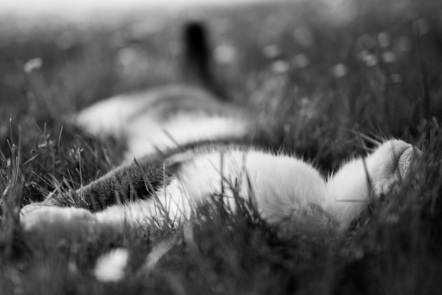 Abstract black and white nature photography with soft bokeh effects in grass.