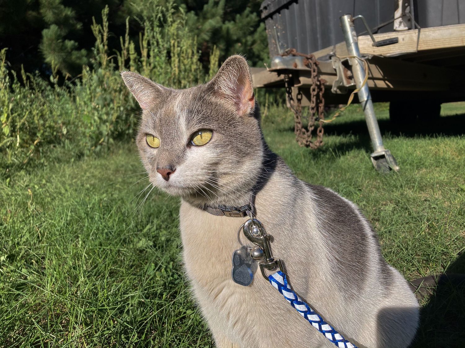 A gray cat with yellow eyes wearing a blue leash and collar sits in sunny green grass.