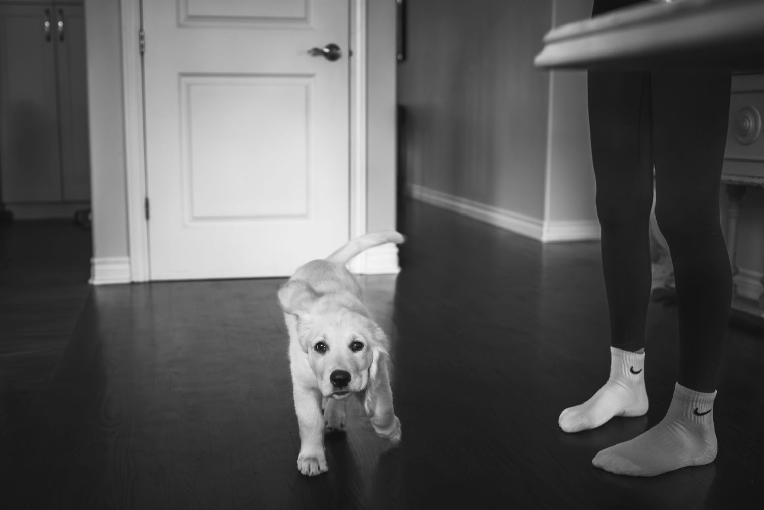 Black and white. Adorable little puppy runs across the floor in the kitchen, someone's feet and legs can be seen beside her.