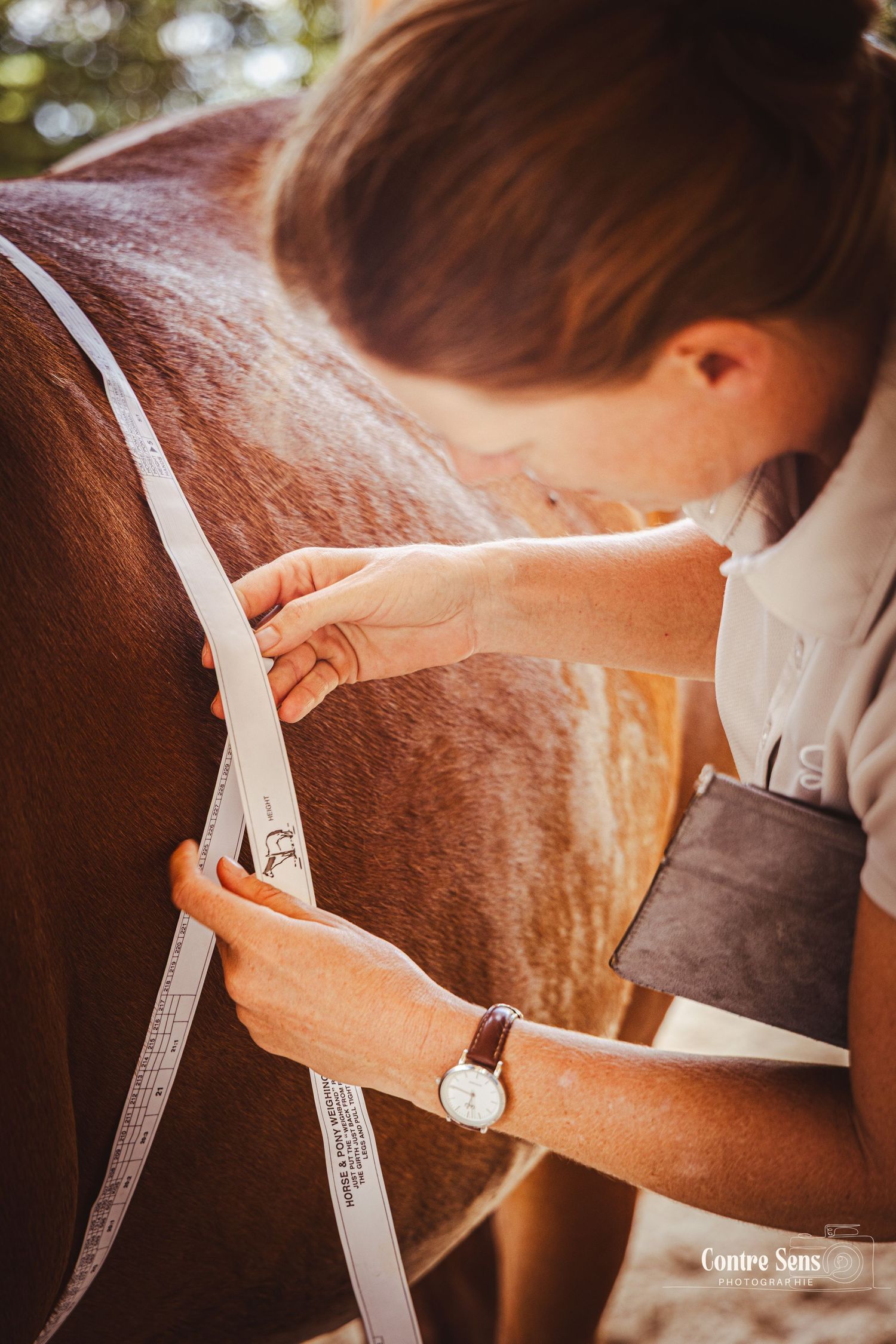 Photo nutritionniste equin