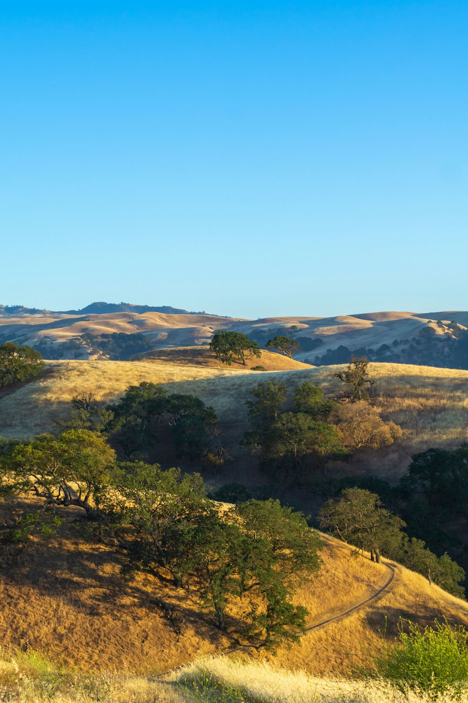 Rolling green hills and oak trees dot the California landscape under a blue sky with scattered clouds.