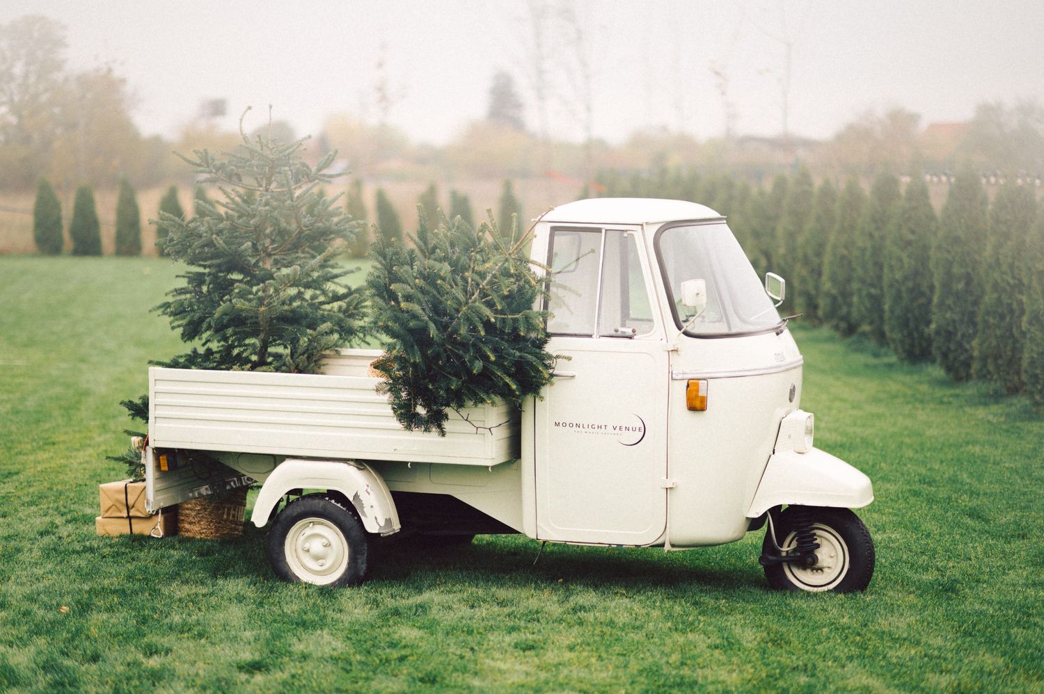 A vintage white Piaggio Ape three-wheeled utility vehicle carrying freshly cut Christmas trees on a grassy field.