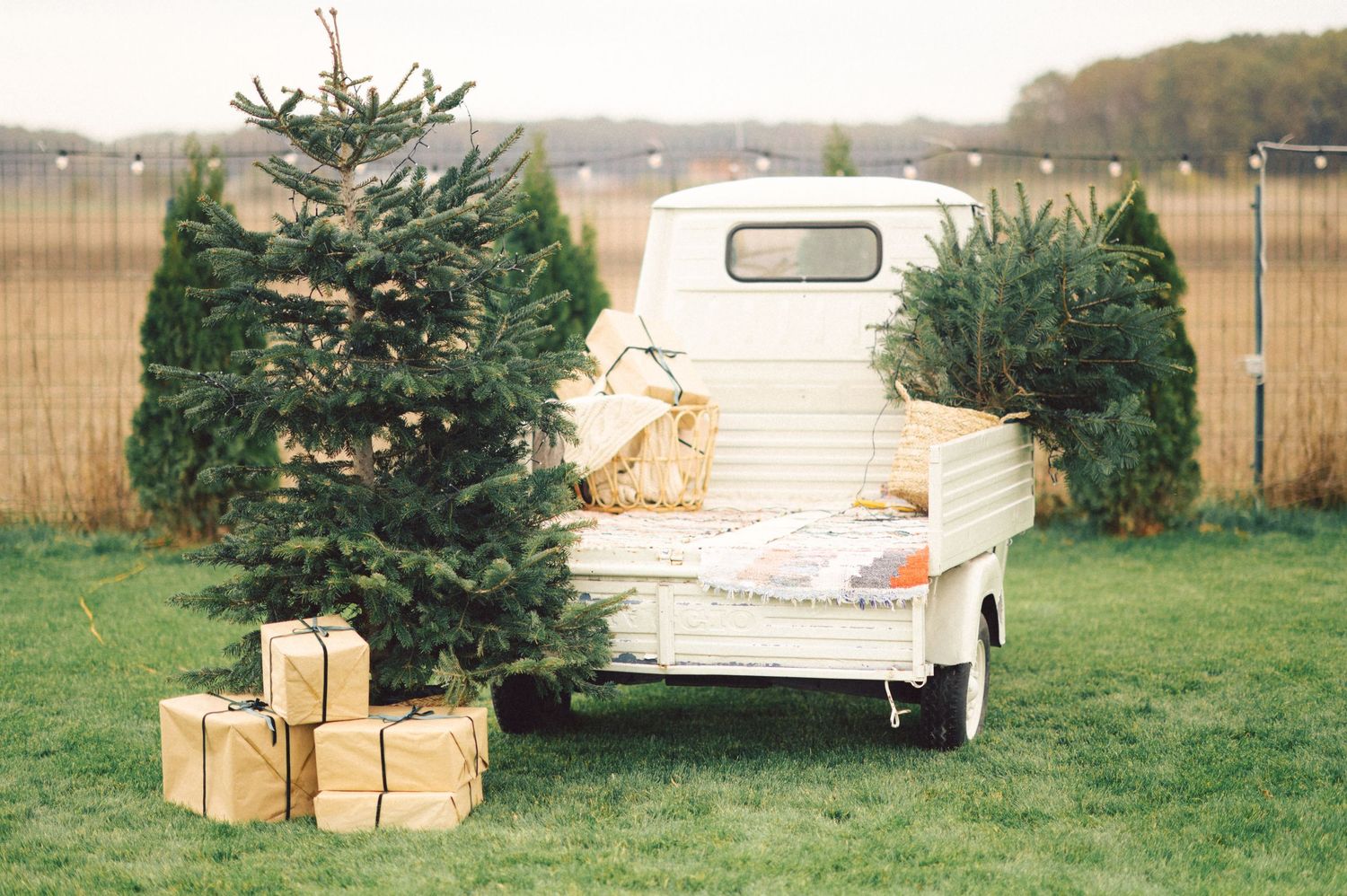 Multiple Christmas trees lean against trailers and wooden boxes in a grassy outdoor storage area.