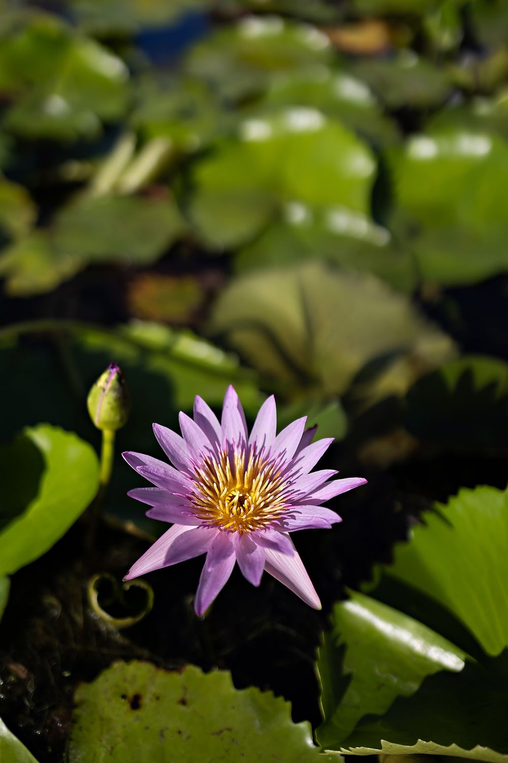 Purple lotus flower in Banyan Tree Mayakoba gardens.