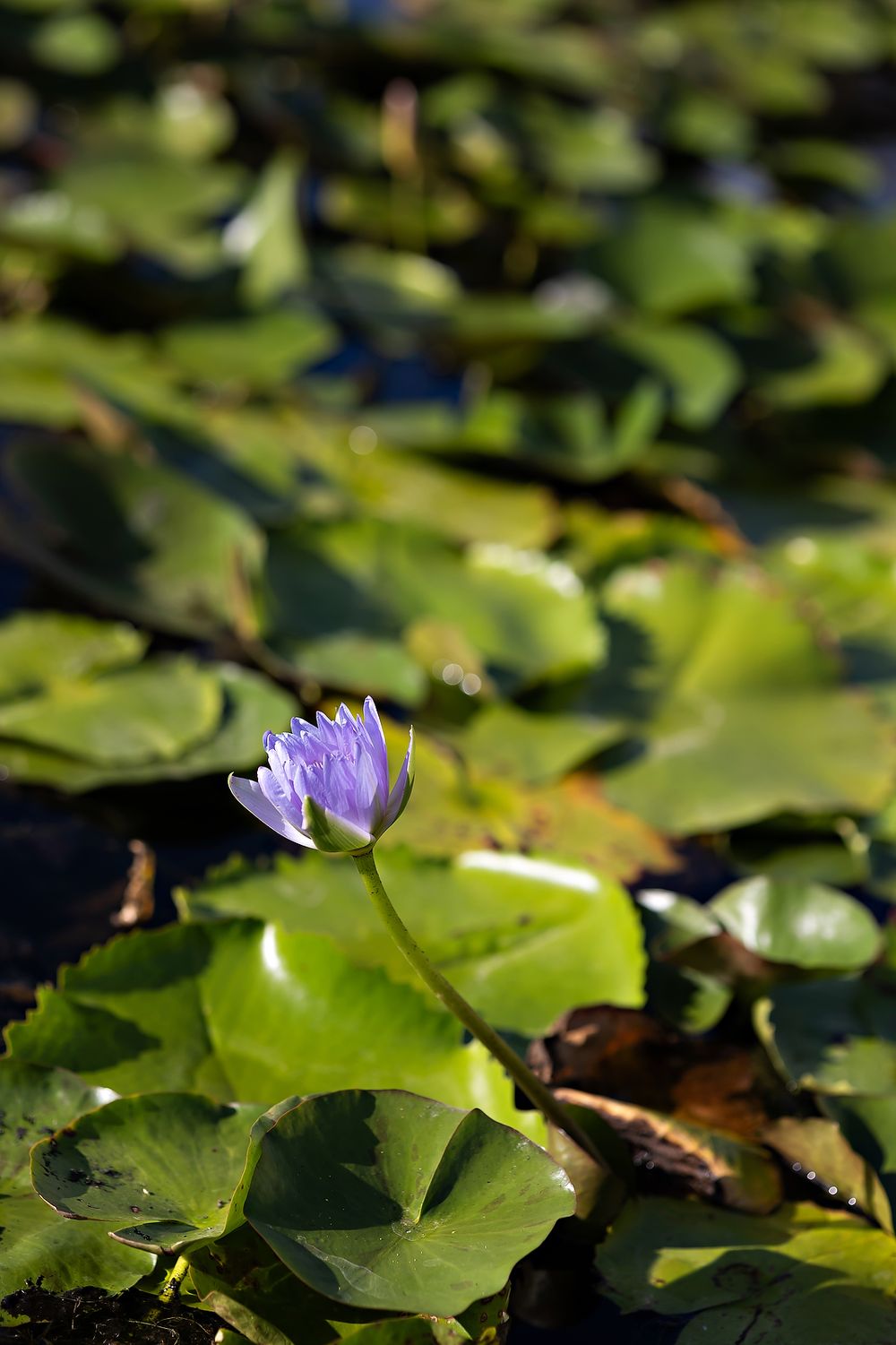 A purple water lily flower blooms among green lily pads in a tranquil pond.