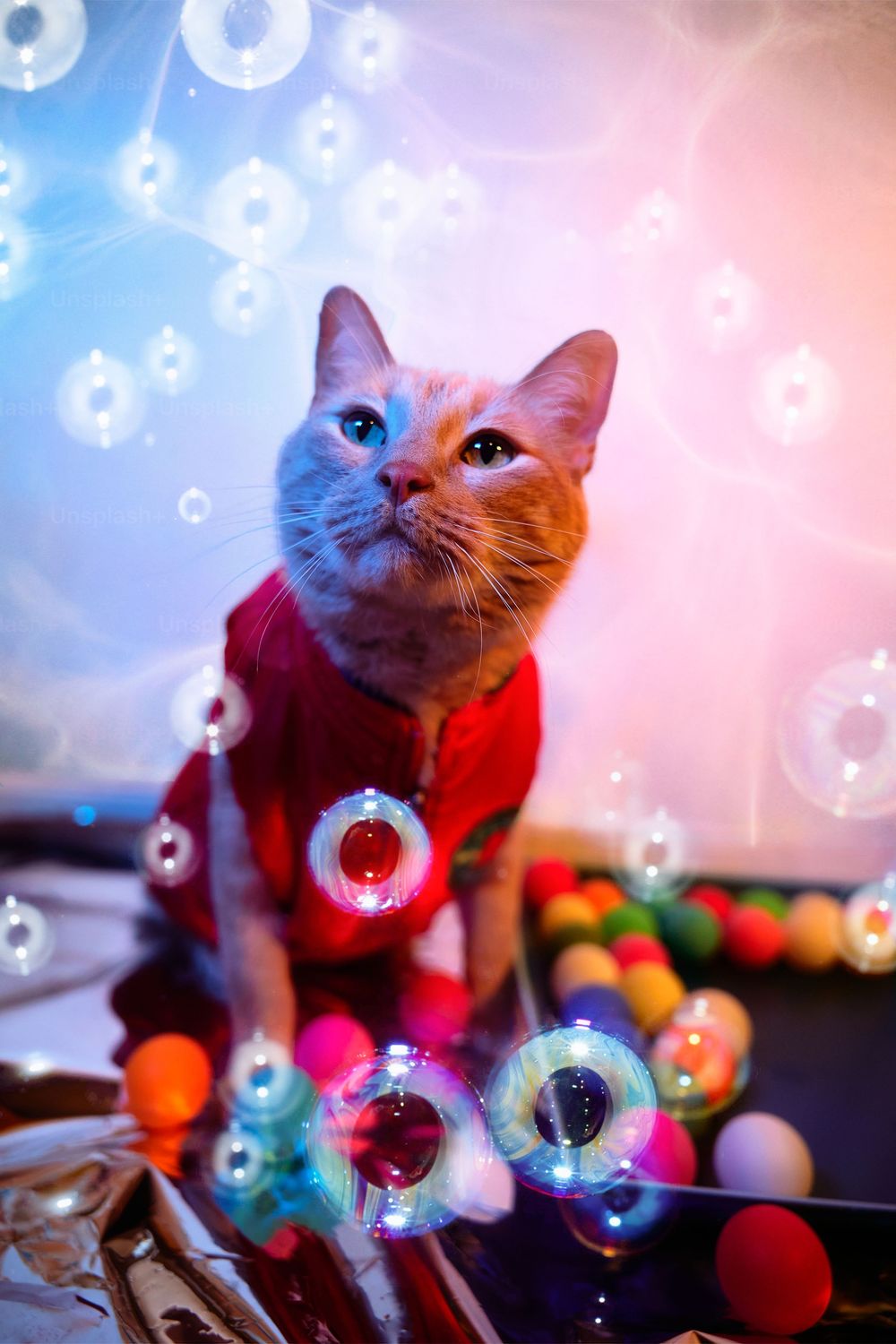Dallas pet photographer, pet portraiture, cat photography, cat portraiture, Orange cat photography, Funny orange tabby photo