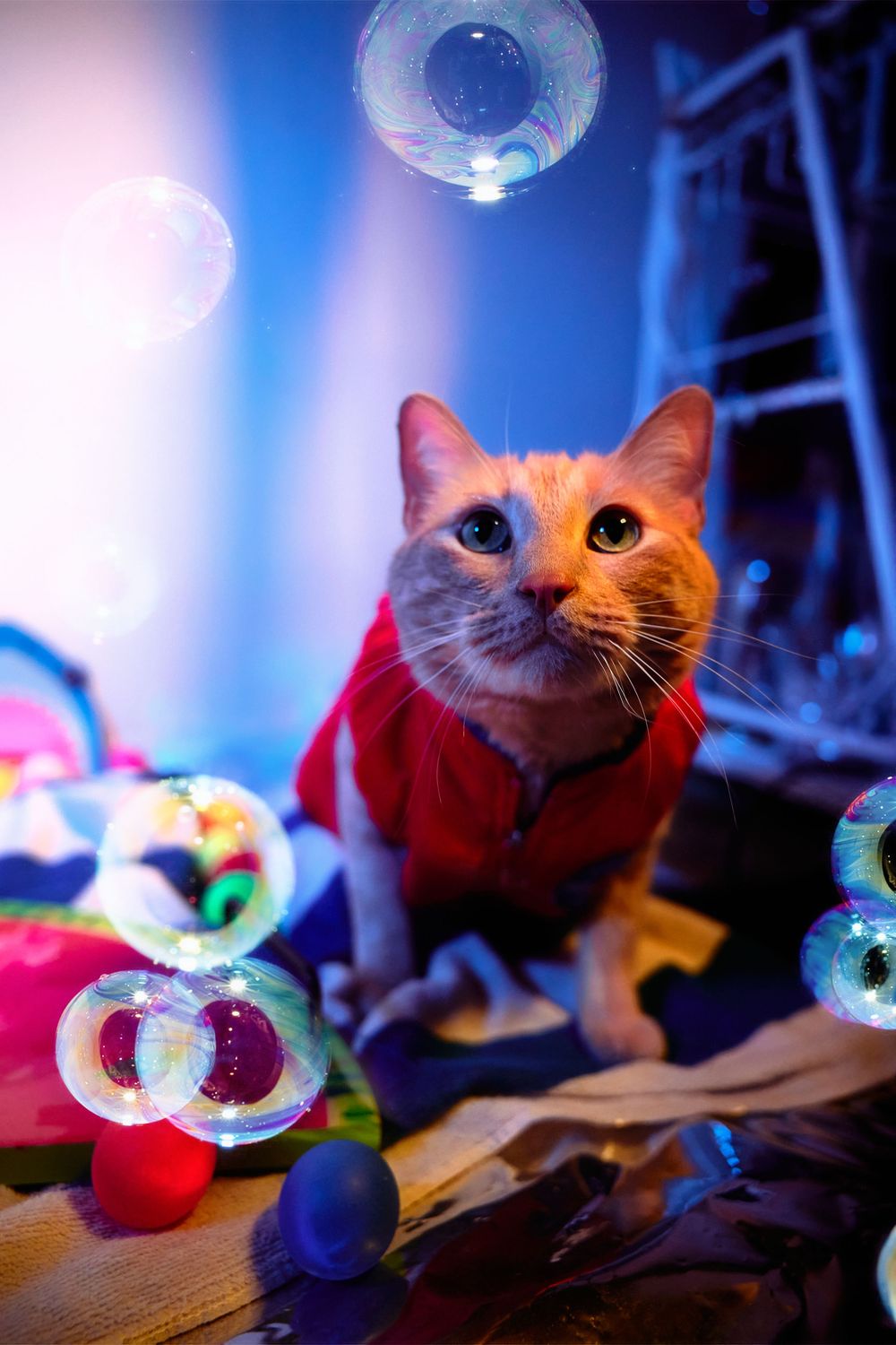 Dallas pet photographer, pet portraiture, cat photography, cat portraiture, Orange cat photography, Funny orange tabby photo