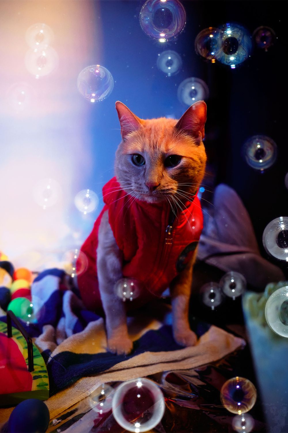 Dallas pet photographer, pet portraiture, cat photography, cat portraiture, Orange cat photography, Funny orange tabby photo