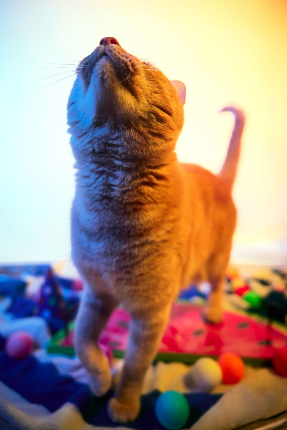 Dallas pet photographer, pet portraiture, cat photography, cat portraiture, Orange cat photography, Funny orange tabby photo