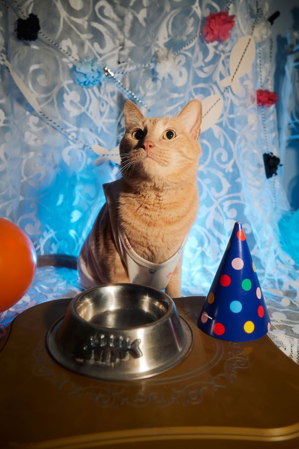 Dallas pet photographer, pet portraiture, cat photography, cat portraiture, Orange cat photography, Funny orange tabby photo