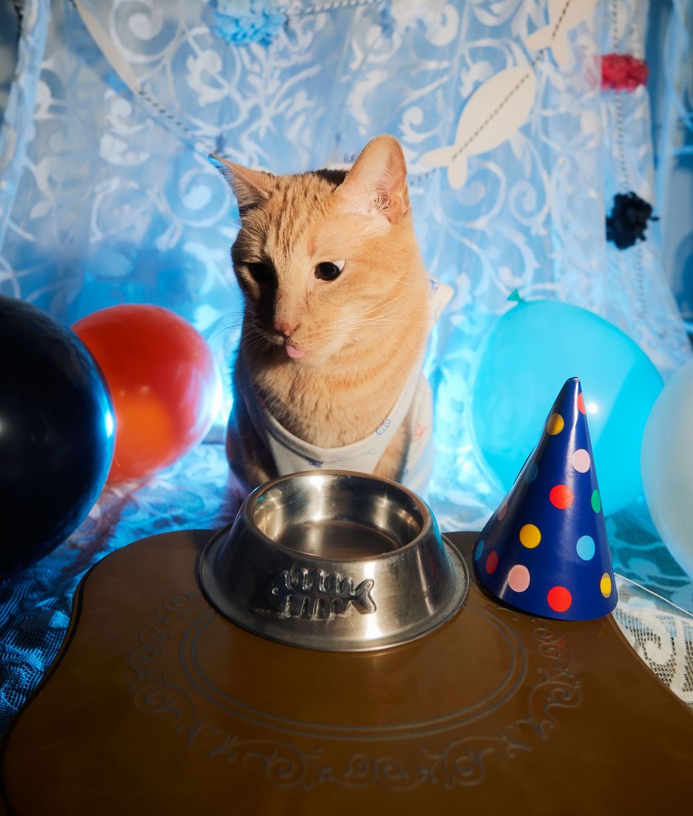 Dallas pet photographer, pet portraiture, cat photography, cat portraiture, Orange cat photography, Funny orange tabby photo
