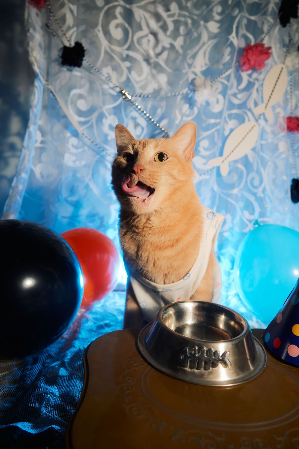 Dallas pet photographer, pet portraiture, cat photography, cat portraiture, Orange cat photography, Funny orange tabby photo