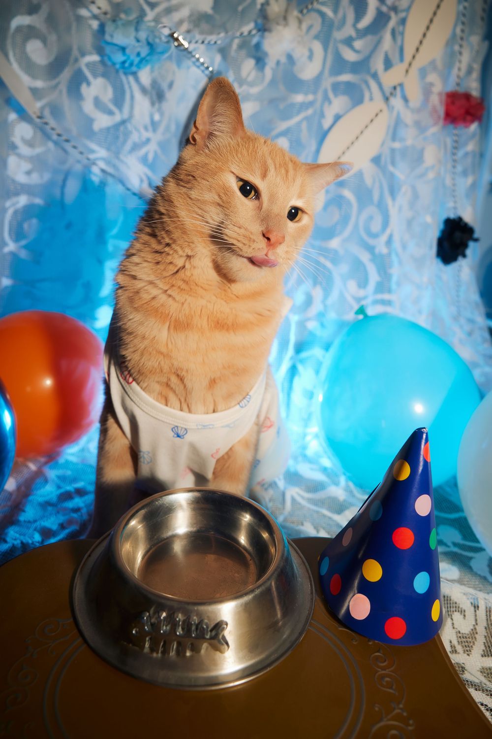 Dallas pet photographer, pet portraiture, cat photography, cat portraiture, Orange cat photography, Funny orange tabby photo