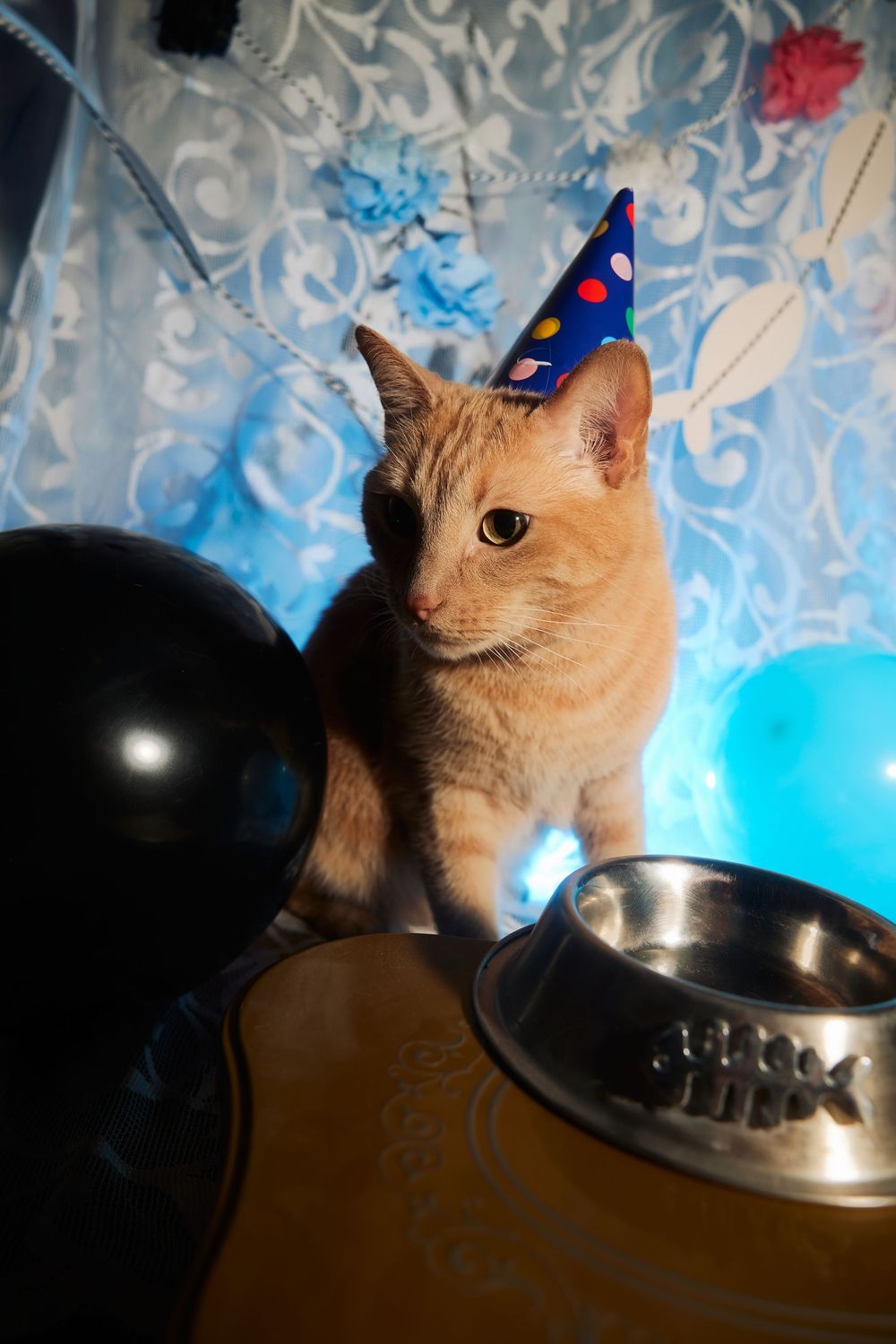 Dallas pet photographer, pet portraiture, cat photography, cat portraiture, Orange cat photography, Funny orange tabby photo