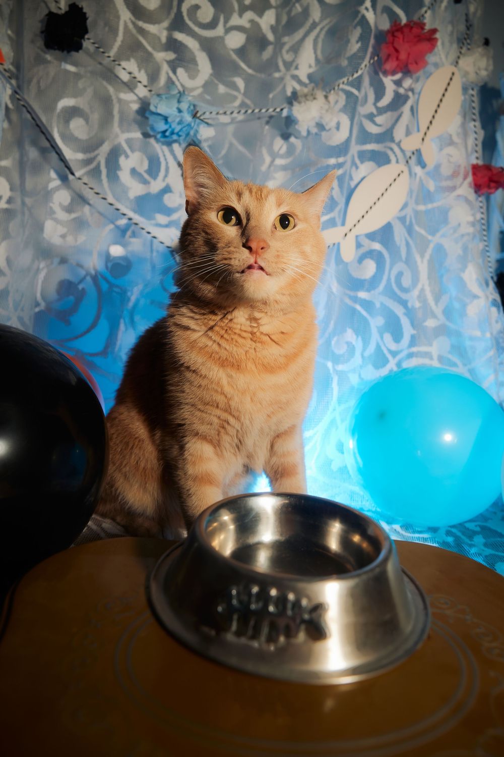Dallas pet photographer, pet portraiture, cat photography, cat portraiture, Orange cat photography, Funny orange tabby photo