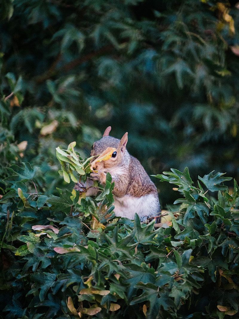 Close-up nature photography print of a wild grey squirrel in an Essex carr woodland by fine art nature photographer Kathryn Hopkins