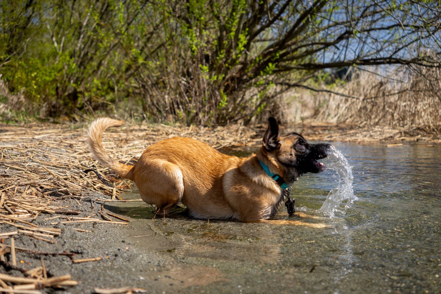 A husky dog splashes and plays in shallow water along a shoreline on a cloudy day.