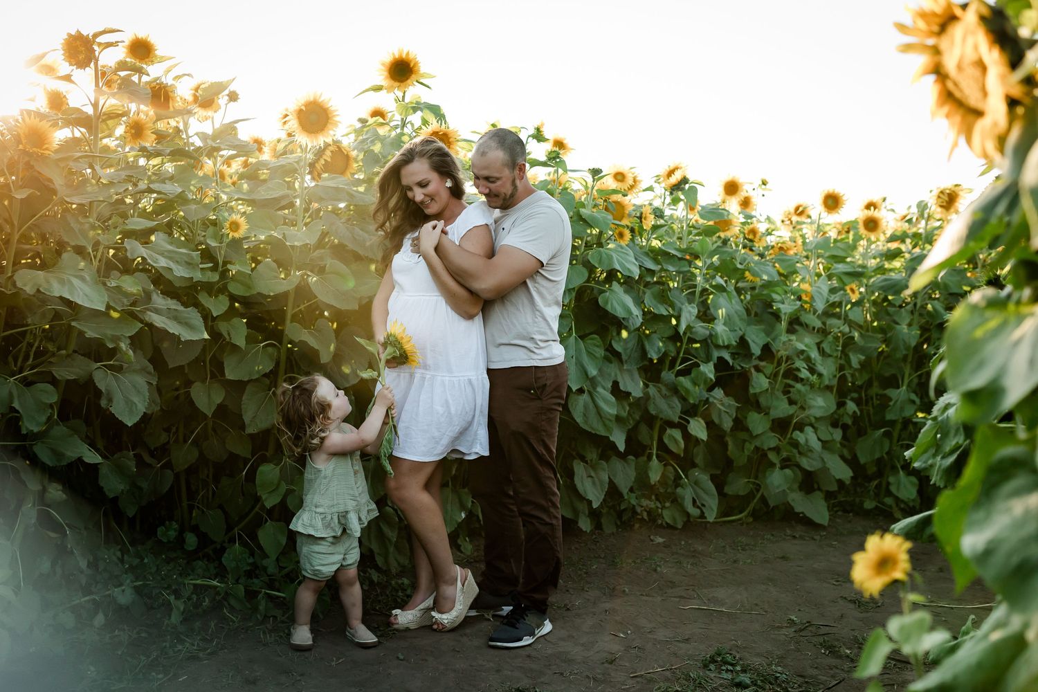 Beautiful golden hour maternity photos at sunflower fields in Bowden Alberta by Calgary lifestyle photographer.