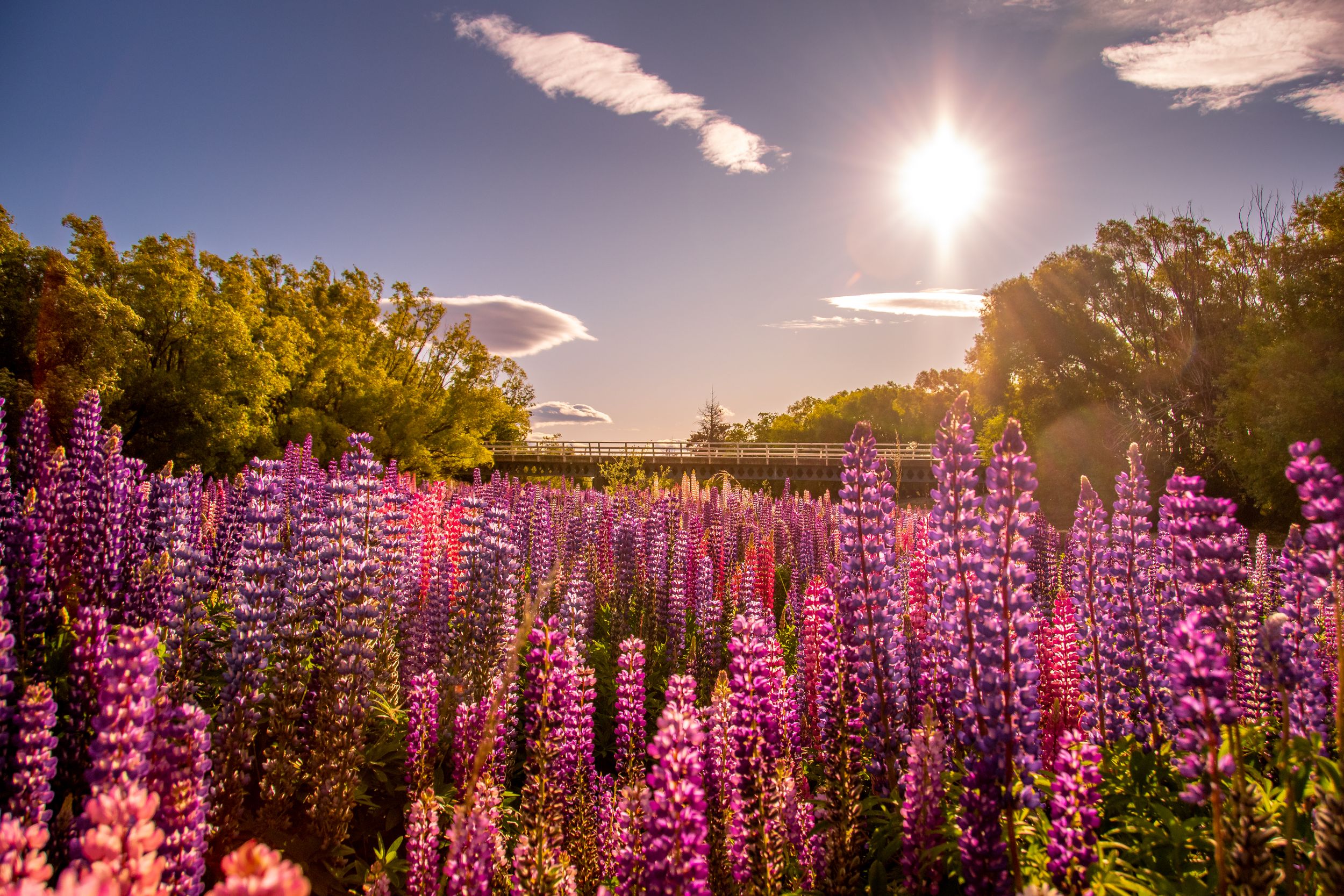 Champ de lupins violets et roses en fleurs au coucher du soleil près du pont de Lake Tekapo, Nouvelle-Zélande