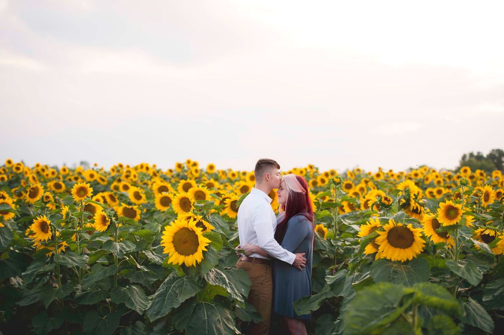 A couple posing at the Sunsational Oil Co. sunflower field in West Salem, Ohio. Engagement Photos, kissing.