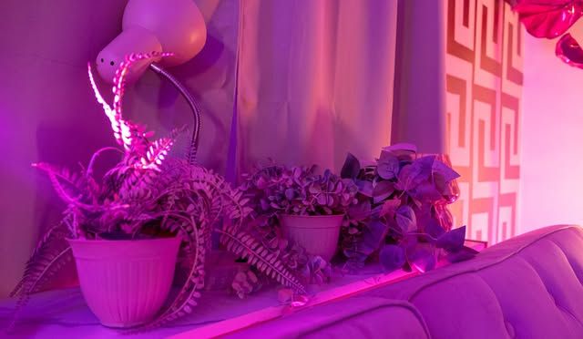 Pink-tinted studio decor with potted plants and plush furniture.